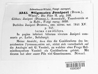 Seynesiella juniperi image
